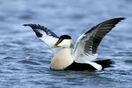 Bộ lông của giống vịt này có gì đặc biệt mà đắt nhất TG? 