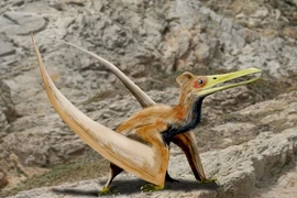 Sửng sốt thằn lằn bay Ptero biết cất cánh ngay khi chào đời 