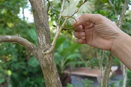 Cây nguyệt quế ở Bến Tre được chủ nhân rao bán tiền tỷ