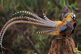 Loài chim tiến vua khiến đại gia chi bội tiền sở hữu 