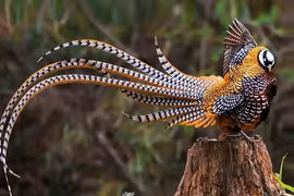 Loài chim tiến vua khiến đại gia chi bội tiền sở hữu 