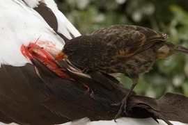 Loài chim sẻ tiến hoá bằng cách uống máu động vật để sinh tồn