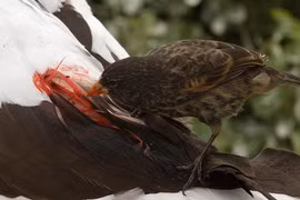 Loài chim sẻ tiến hoá bằng cách uống máu động vật để sinh tồn