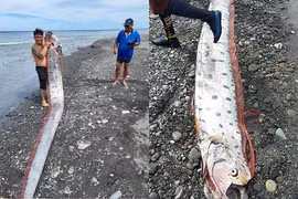 “Quái ngư” khổng lồ xuất hiện ở biển Đài Loan, ngư dân lo nơm nớp 