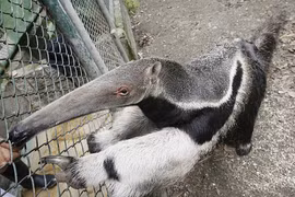 Gấu ăn kiến với chiếc lưỡi dài và vẻ bề ngoài kỳ dị 