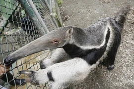 Gấu ăn kiến với chiếc lưỡi dài và vẻ bề ngoài kỳ dị 