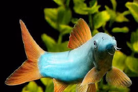 Khó tin loài cá biết kêu như lợn, người Việt nuôi kiếm bạc tỷ 