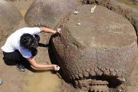 Top quái vật khổng lồ “khó tưởng tượng" từng tồn tại trên Trái đất 