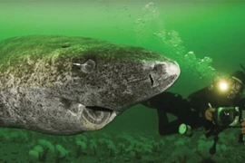 Kinh ngạc “quái vật đại dương không tuổi” sống qua 1/2 thiên niên kỷ 