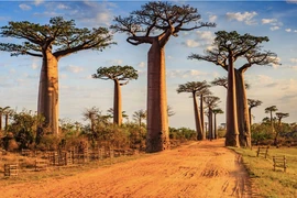 Những cây xanh có hình thù kỳ lạ