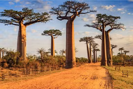 Những cây xanh có hình thù kỳ lạ