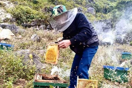 Đặc sản cao nguyên đá: Mật ong bạc hà xịn, tiền triệu vẫn khó mua