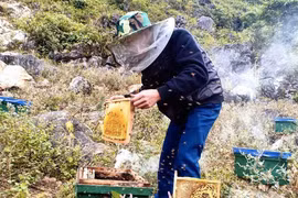 Đặc sản cao nguyên đá: Mật ong bạc hà xịn, tiền triệu vẫn khó mua