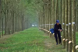 PHR sắp chi 338 tỷ tạm ứng cổ tức 25% vào đầu năm 2021