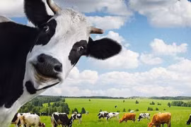 Vinamilk tính chuyện lập liên doanh tại Asean sau khi đóng cửa công ty con tại Ba Lan