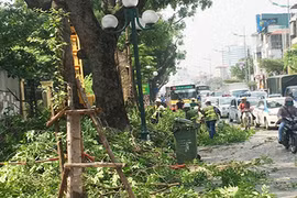 Lãnh đạo công ty Cây xanh nói gì vụ tỉa cây gây tắc đường Hà Nội?