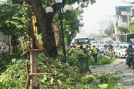 Lãnh đạo công ty Cây xanh nói gì vụ tỉa cây gây tắc đường Hà Nội?