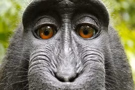 Ảnh selfie của chú khỉ định đoạt tương lai của bản quyền AI