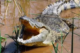 Thanh niên 19 tuổi dũng cảm bẻ hàm cá sấu cứu em gái