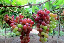 Những đặc sản Ninh Thuận hấp dẫn khiến du khách nhớ mãi