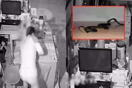 Đi ăn cắp gặp rắn nhựa, tên trộm ngã hôn mê bất tỉnh