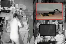 Đi ăn cắp gặp rắn nhựa, tên trộm ngã hôn mê bất tỉnh