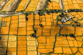 Đẹp nao lòng cảnh thu hoạch mùa màng bội thu ở Trung Quốc