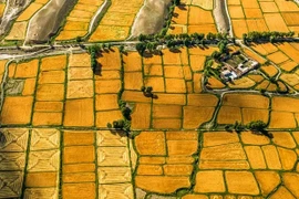 Đẹp nao lòng cảnh thu hoạch mùa màng bội thu ở Trung Quốc