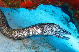 Chân dung lươn điện mạnh nhất thế giới ở Amazon 