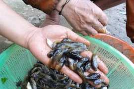 Kỳ lạ đặc sản nòng nọc người xứ Quảng đãi khách quý