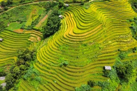 Lên Mù Cang Chải ngắm mùa vàng chảy tràn trên triền núi