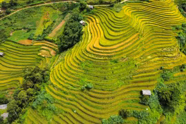 Lên Mù Cang Chải ngắm mùa vàng chảy tràn trên triền núi