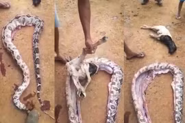 Cảnh tượng kinh hoàng sau khi mổ bụng con trăn dài 6 mét