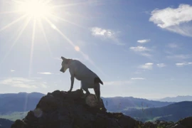 Chủ tử vong khi leo núi, chó cưng canh xác chủ suốt 2 tháng