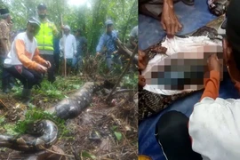 Mất tích 2 ngày, người phụ nữ bị trăn nuốt chửng trong rừng