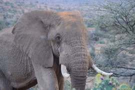 Sốc: Voi giẫm chết người rồi quay lại đám tang phá hoại