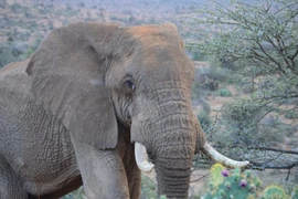 Sốc: Voi giẫm chết người rồi quay lại đám tang phá hoại