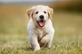 Vô tình gặp điều này chứng tỏ bạn sắp gặp may, được Thần Tài phù hộ 