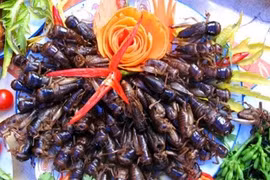 Bé 3 tuổi nguy kịch vì ăn dế: Cần biết về “đặc sản” côn trùng? 