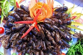 Bé 3 tuổi nguy kịch vì ăn dế: Cần biết về “đặc sản” côn trùng? 