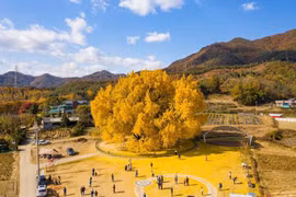 Mê mẩn vẻ đẹp thần tiên của những cây bạch quả cổ thụ