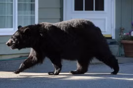 Mỹ: “Đột nhập” nhà dân, gấu đen tấn công bé trai 10 tuổi
