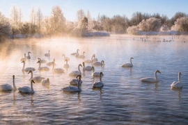 Vẻ đẹp mê hoặc của Hồ thiên nga ở Siberia