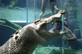 Bị cá sấu ngoạm đầu, người đàn ông thoát chết trong gang tấc