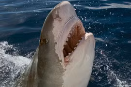 Mổ bụng cá mập hổ Ấn Độ Dương phát hiện thi thể người bên trong