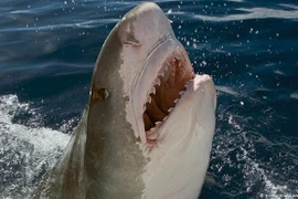 Mổ bụng cá mập hổ Ấn Độ Dương phát hiện thi thể người bên trong