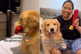 Chăm sóc chó cưng, người giúp việc lâu năm được gia chủ tặng vàng