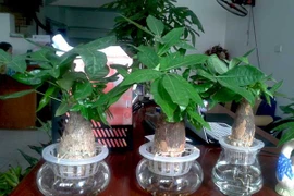 Cây cảnh để trong nhà giúp sự nghiệp thăng tiến không ngừng