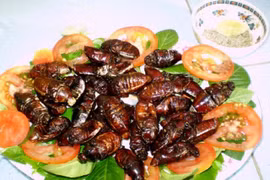 Bọ rầy Bảy Núi chiên giòn – đặc sản cực lạ ở An Giang