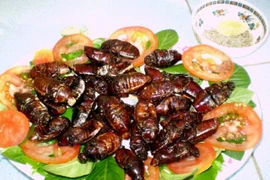 Bọ rầy Bảy Núi chiên giòn – đặc sản cực lạ ở An Giang